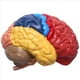 thumbnail image 4 of 4X Modelo AnatóMico Cerebral AnatomíA 1: 1 Medio Cerebro Tallo Cerebral Suministros de Laboratorio de Enseñanza MéDica, 4 of 5