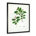 thumbnail image 2 of Designart 'Ancient Plant Life XIX' Farmhouse Framed Art Print, 2 of 4