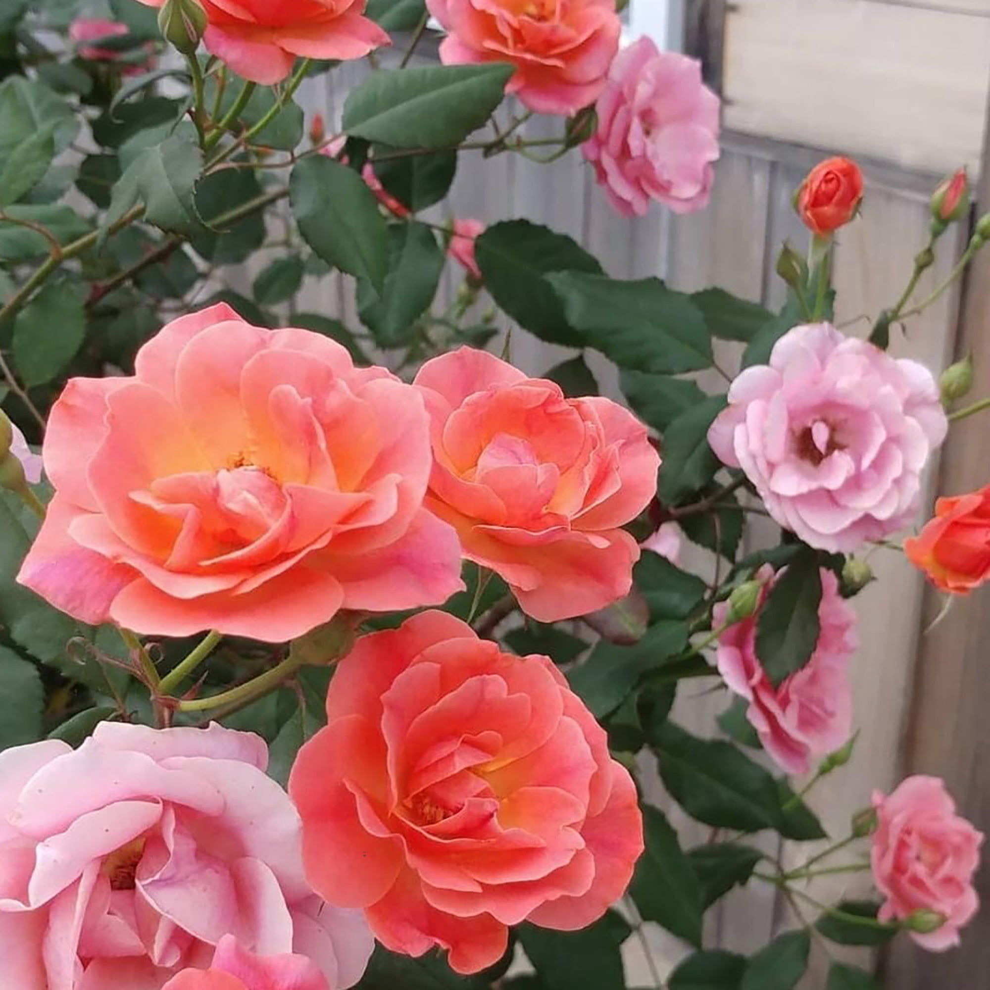 The Knock Out® Family of Roses 'The Coral Knock Out® Rose' Live Shrub in 1-Gallon Grower Pot