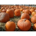 thumbnail image 3 of 50 CONNECTICUT FIELD PUMPKIN BigTom Orange Yankee Cucurbita Pepo Vegetable Seeds, 3 of 10