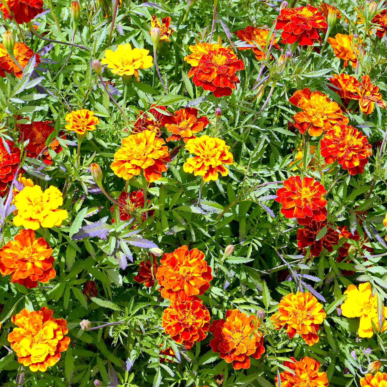 French Marigolds 12 Plants Mixed Garden Ready