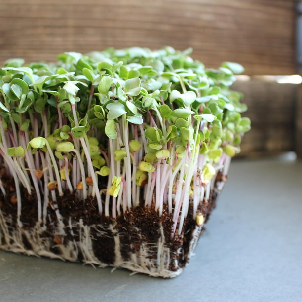 Triton Purple Radish Sprouting Seeds 25 Lb Bulk Seed NonGMO Purple