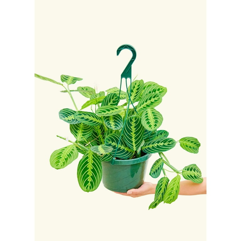 Lemon Lime Maranta Leuconeura - Indoor Garden Prayer Plant in 4" Pot -  Walmart.com