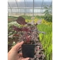 thumbnail image 3 of 2 Midnight Rose Heuchera in 3.5 inch Size Pots/Coral Bells, 3 of 4