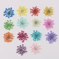 thumbnail image 3 of Flmtop 100Pcs Pressed Dried Ammi Majus Flower Epoxy Resin Nail Craft DIY Phone Decor, 3 of 10