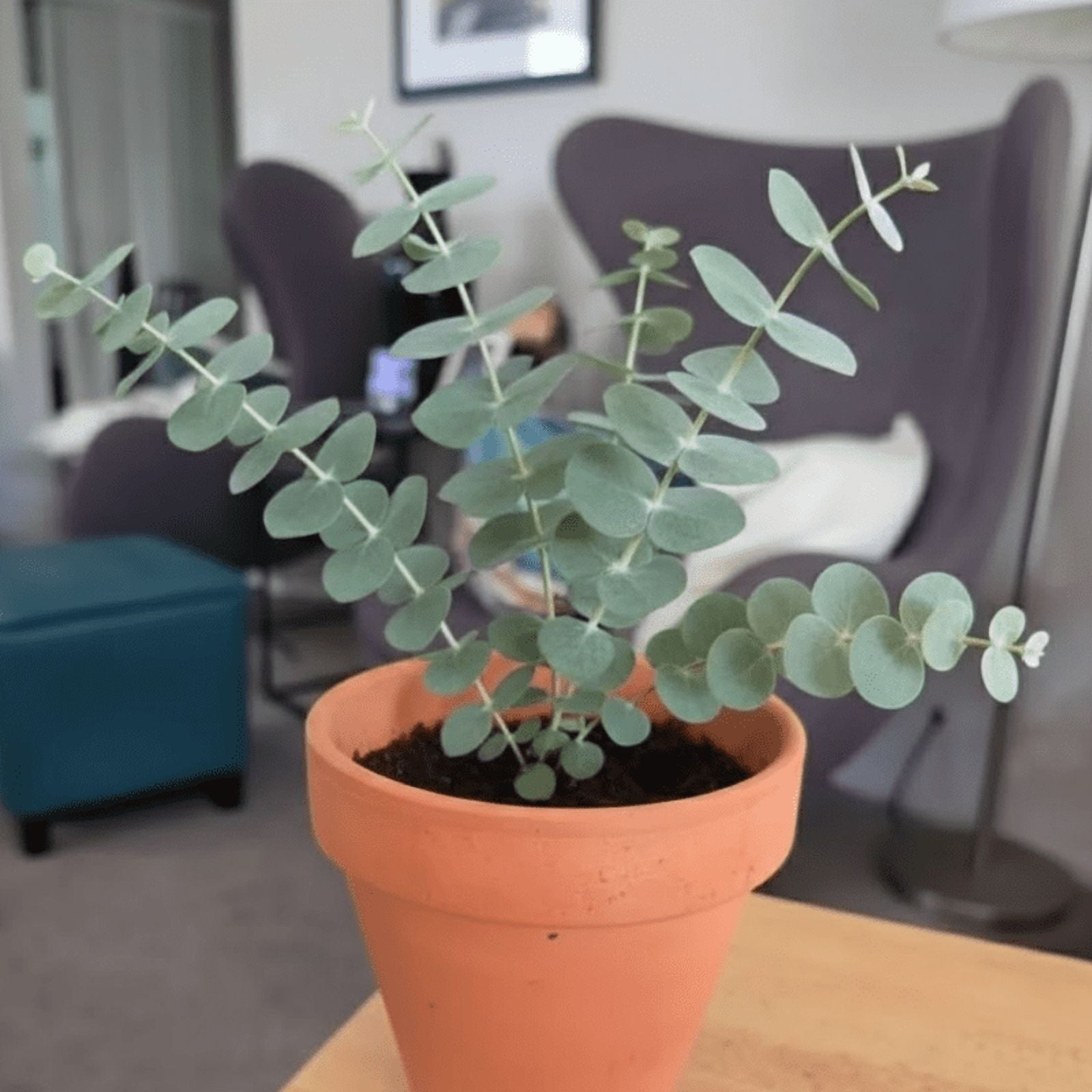 Baby Blue Eucalyptus Plant Live, Eucalyptus Plant, Cold Hardy, in 2.5 inch Pot for Indoot Planting