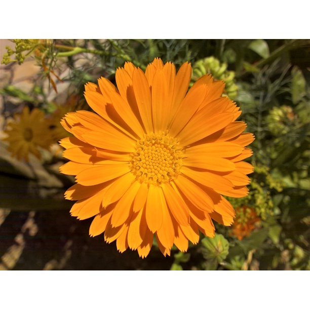 100 ORANGE ENGLISH MARIGOLD (Scotch / Pot Marigold) Calendula