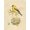 Unframed, variant on Art.com Gilded Songbird 2 Art Print by Chad Barrett, 12" x 16"