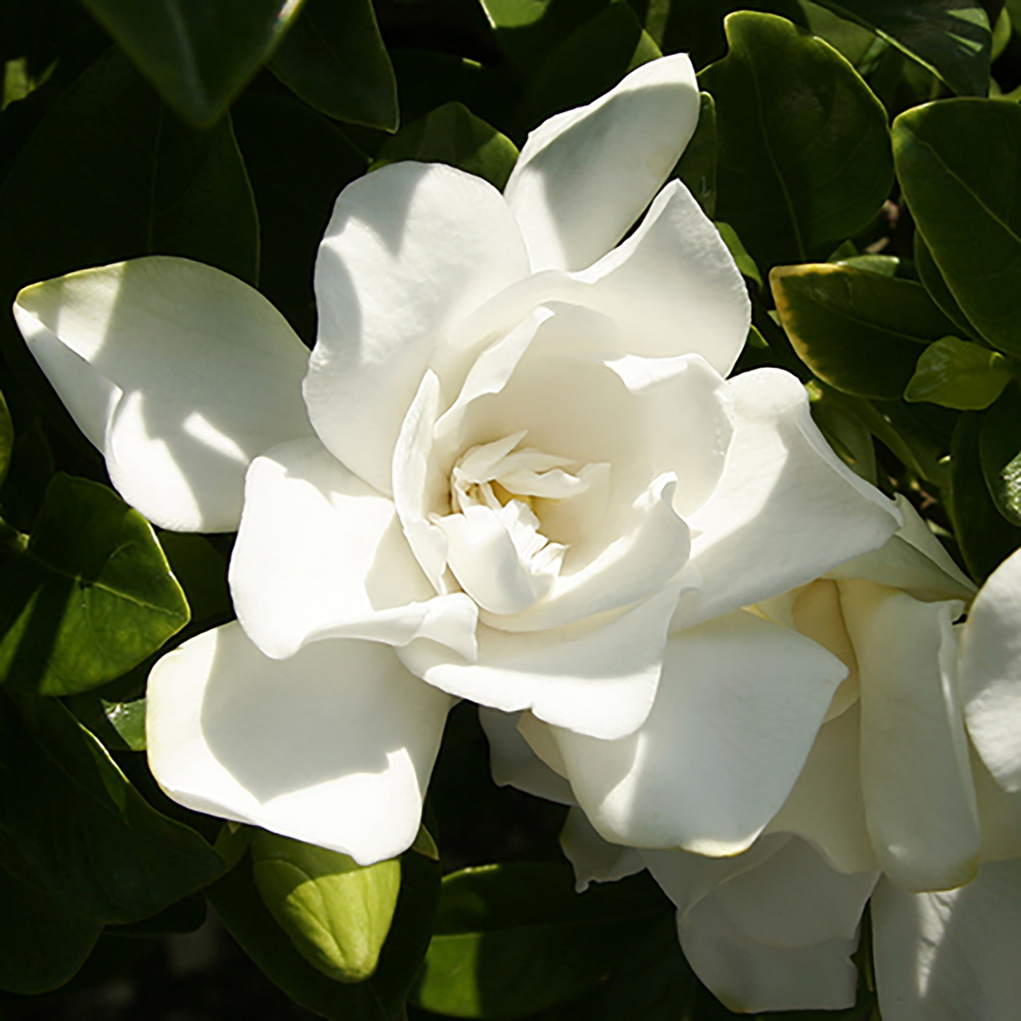 Southern Living Jubilation Gardenia Live Shrub in 2-Gallon Grower Pot