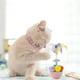 thumbnail image 1 of Juguete para Gatos con Plumas Autoenderezables, Bolas Giratorias de 360 Grados y Juguete Interactivo Ideal para Gatos de Interior., 1 of 6