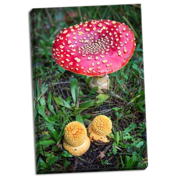 Gango Home Decor Amanita Muscaria by Stan Hellmann (Ready to Hang); One 24x36in Hand-Stretched Canvas