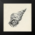 thumbnail image 2 of Caroline, Emma 12x12 Black Modern Framed Museum Art Print Titled - Seashell Pencil Sketch I, 2 of 5