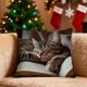 thumbnail image 1 of Funda de almohada con estampado de gatos durmiendo y libros | Funda de almohada de poliéster suave de pelo corto | Cojín decorativo de 45 x 45 cm para sofá y cama, 1 of 1