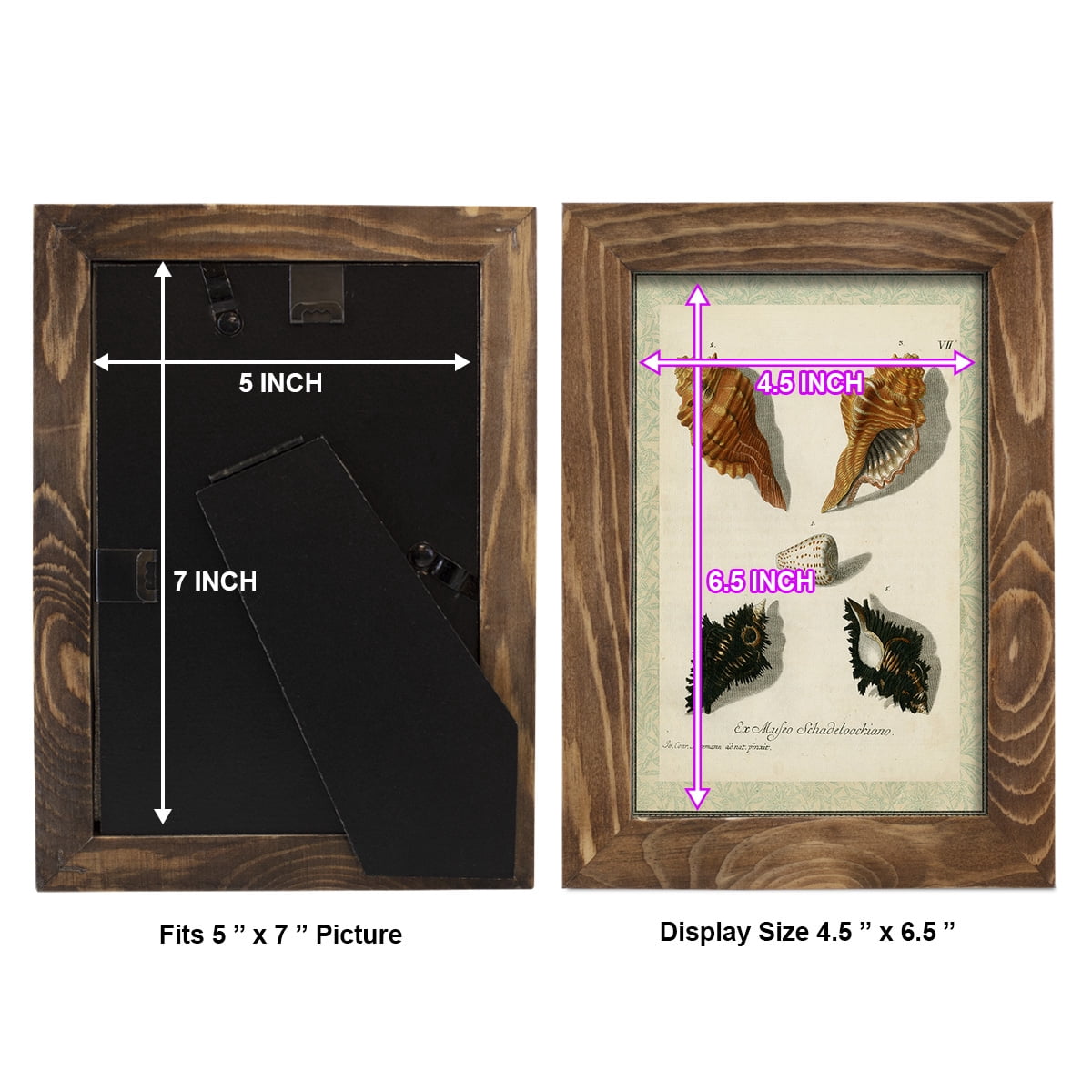 Bookplate Shells I - Framed Print w/glass - Walnut