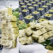 50 Pcs Rock Wool Grow Cubes for Cuttings Cloning Plants Propagation Starting Hydroponic Grow Media Rooting Cuttings