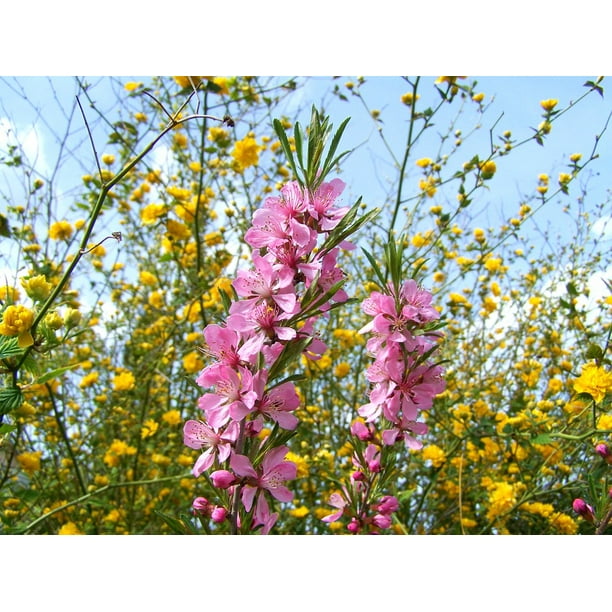 Spring Flowering Almond Shrub Branches Pink 12 Inch By 18 Inch Laminated Poster With Bright Colors And Vivid Imagery Fits Perfectly In Many Attractive Frames Walmart Com Walmart Com