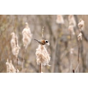 Seedville 50 Cattails Flower Seeds, Water Pond Grass