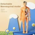 thumbnail image 3 of Human Torso Body Model Anatomy Anatomical Medical Internal Organs for Teaching Detachable Educational Medical Science Model New, 3 of 5