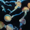 thumbnail image 3 of Atelier B Art Studio 15x15 Black Modern Framed Museum Art Print Titled - COLORFUL JELLYFISHES IN THE DARK, 3 of 5