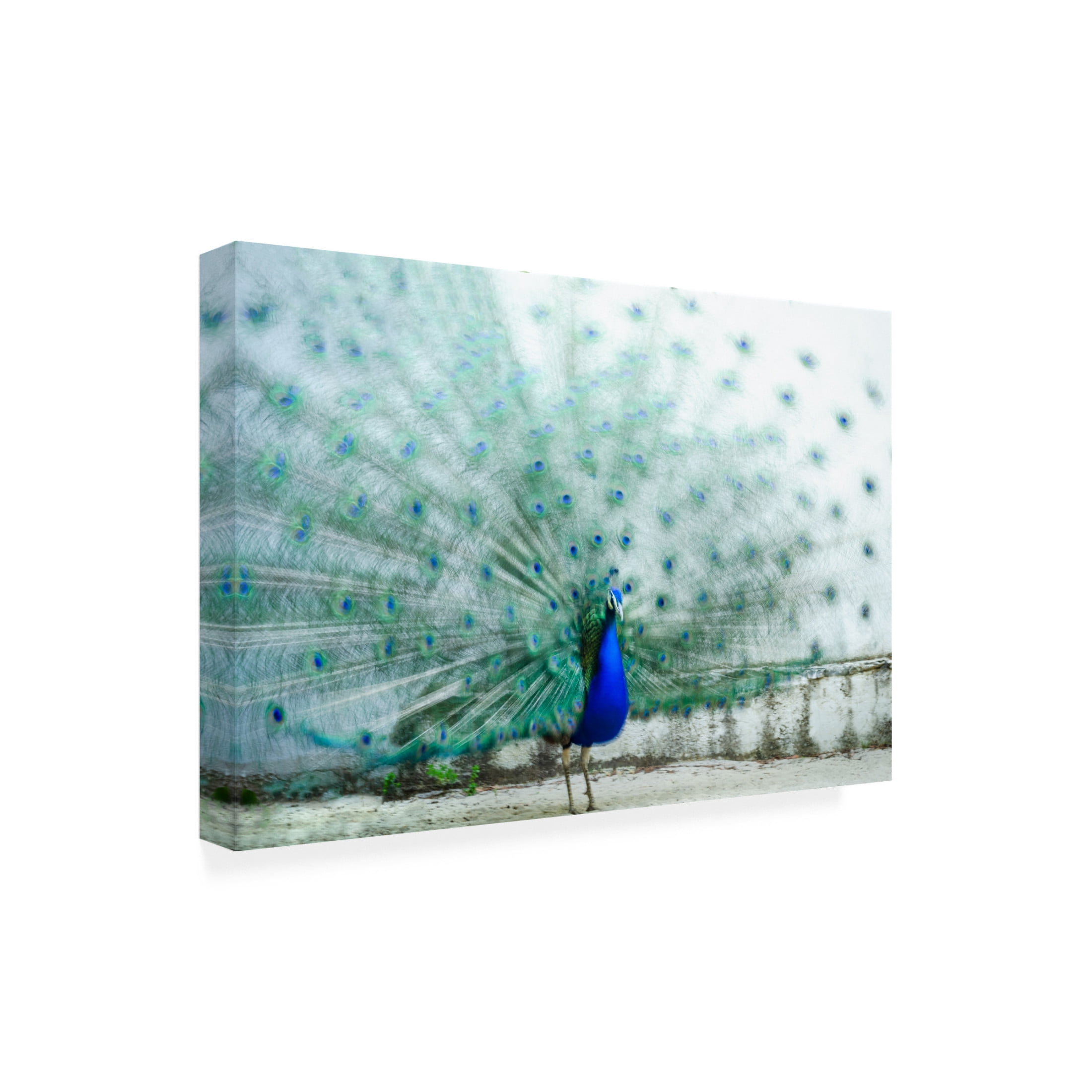 Trademark Fine Art Piera Polo  Peacock Canvas Wall Art