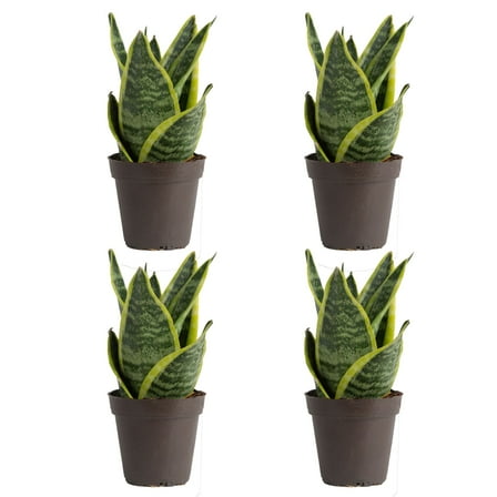Costa Farms 8" Tall Exotic Angel Snake Plant Bright Indirect Sunlight, Live House Plants, 4-Pk