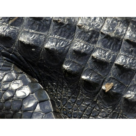 Great Wall Hyde Park Hide of an Alligator, a Threatened Species, Everglades National Park, Florida Print Wall Art ()