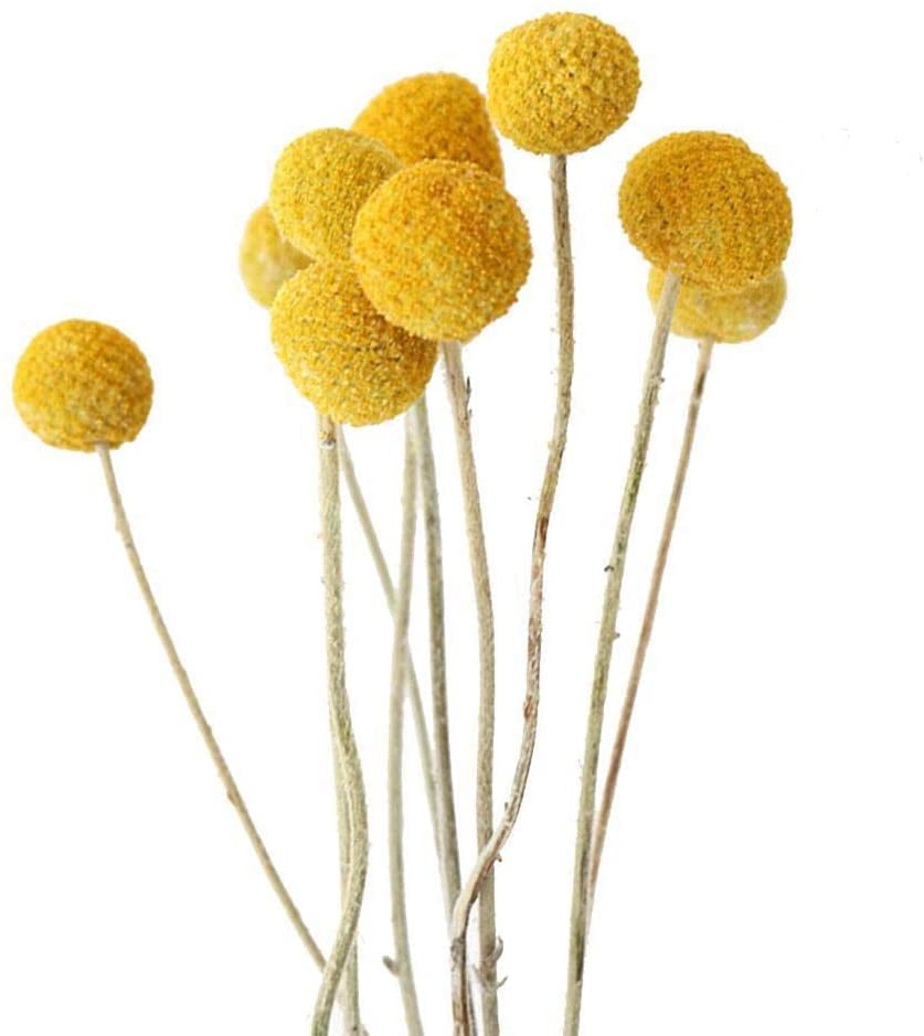 10pcs Dried Natural Craspedia Flower Single Yellow Balls Floral Home Decor 