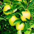 thumbnail image 5 of Golden Delicious Apple Tree Live Trees, Sweet, Yellow Apples, 5 of 6
