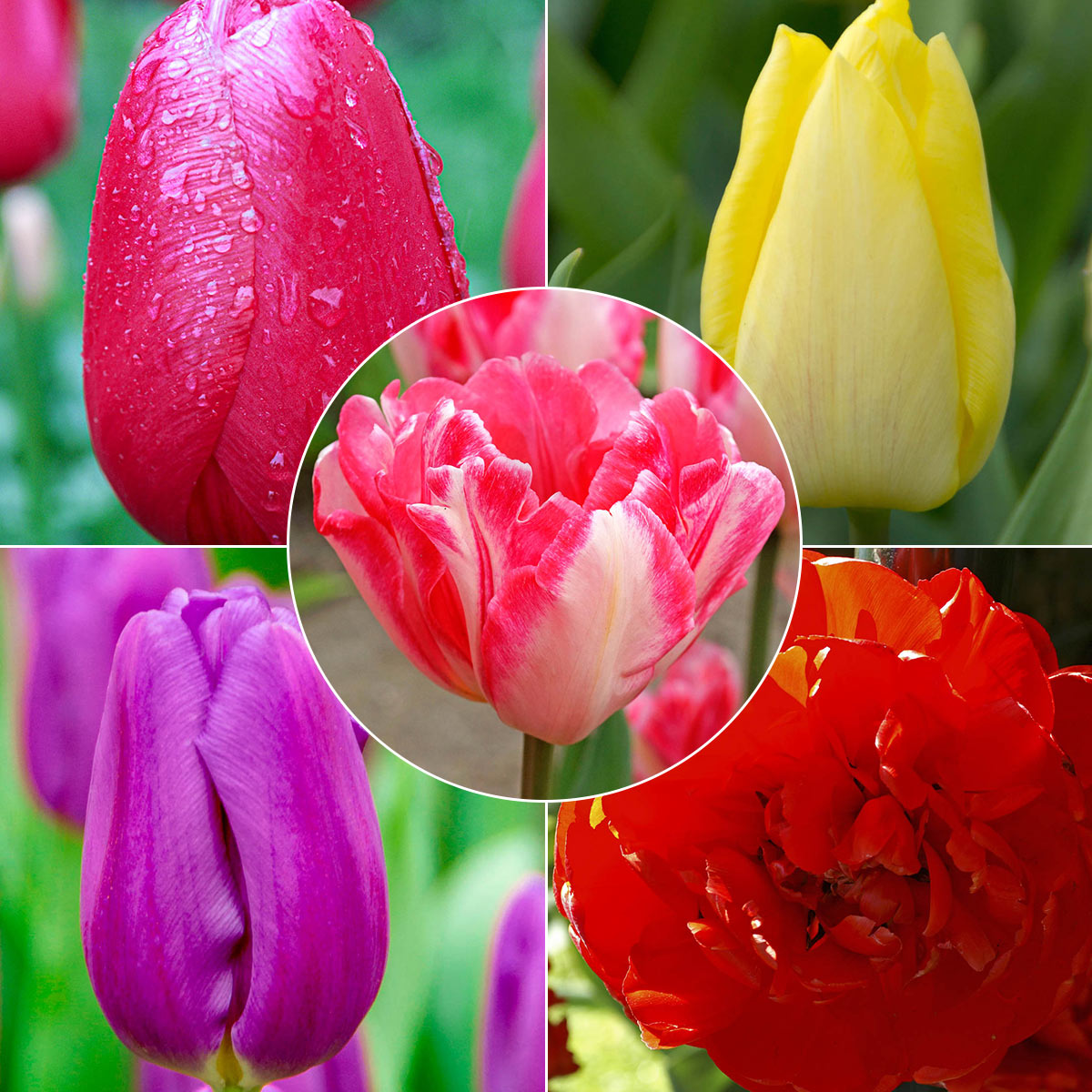 Van Bourgondien MultiColored Flowering Cutting Collection Tulip Bulbs