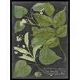 thumbnail image 2 of Vision Studio 15x18 Gold Ornate Wood Framed with Double Matting Museum Art Print Titled - Dramatic Weinmann Greenery III, 2 of 4