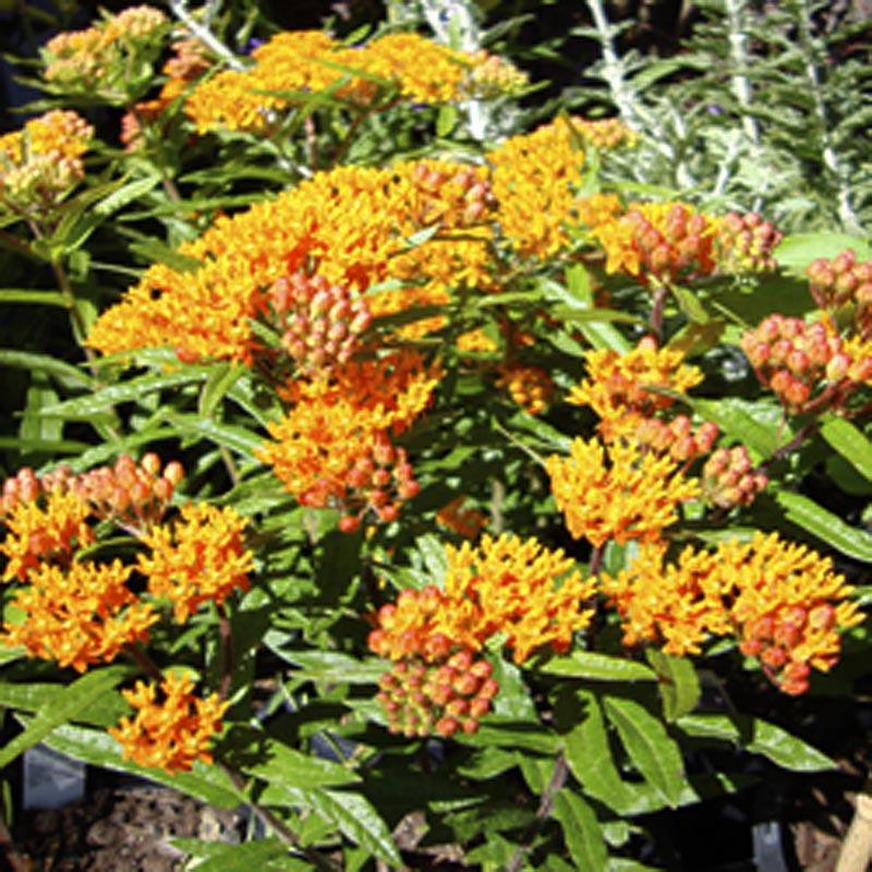 Butterfly Milkweed, Orange Summer Flowers Attract Butterflies, Live