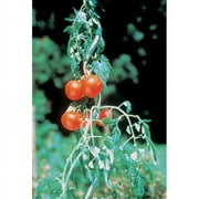 Bosmere E708 6' Spiral Support - green vinyl-coated - Set of 4