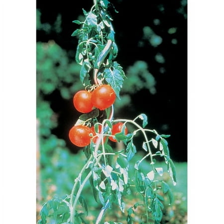 Bosmere E708 6' Spiral Support - green vinyl-coated - Set of 4