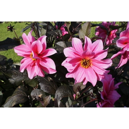 - Canvas Print Petals Dahlia Blossom Plants Floral Bloom Natural Stretched Canvas 10 x 14