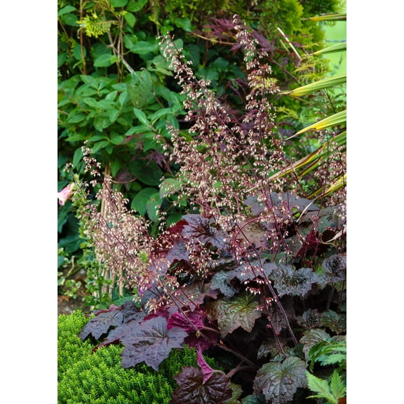 Seedville 50 Palace Purple Heuchera Flower Seeds, Shade or Sun, Coral Bells