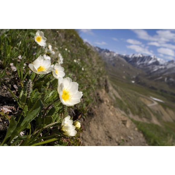 Mountain Avens Bloom On A Hillside At Denali National Park. Spring In Interior Alaska. Poster Print (34 x 22)