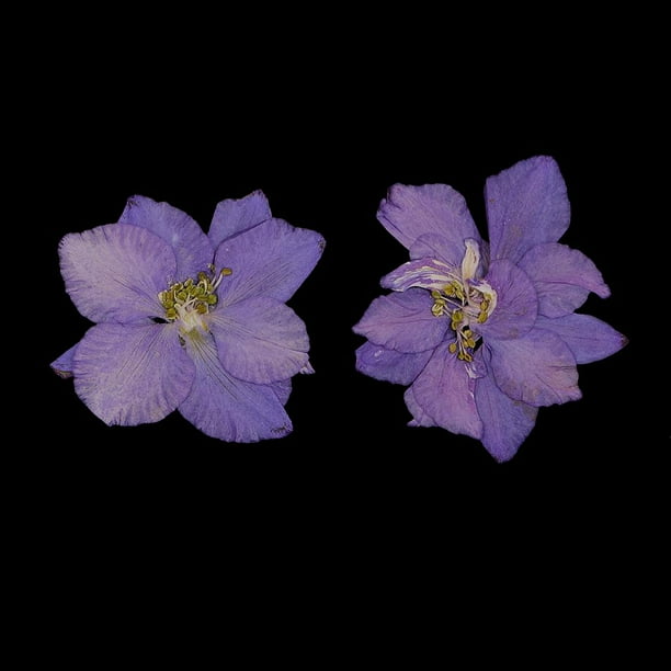24 Piezas de Artesanía Adornos Flores rkspur Secas Flores Naturales para El Teléfono Bricoje Caja Decoración Púrpura Y Rosa Macarena Flores secas prensadas naturales