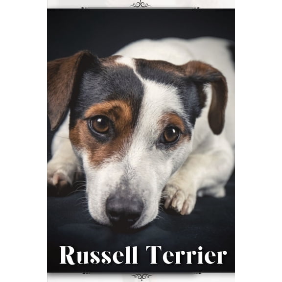 Russell Terrier: Dog breed overview and guide
