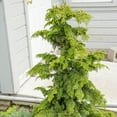 thumbnail image 4 of Direct Gardening 1 Gal. Pot, Hinoki Gold Fernspray Cypress Potted Evergreen Shrub, 4 of 6