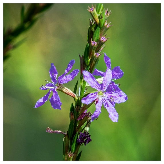 Everwilde Farms - 1/4 lb Winged Loosestrife Native Wildflower Seeds - Gold Vault Bulk Seed Packet