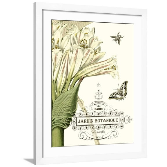 Jardin Botanique II Framed Premium Giclee Print by Vision Studio, 24" x 32", Sold by Art.com
