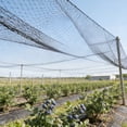 thumbnail image 4 of Malla antipájaros para jardín, red protectora reutilizable para árboles frutales, plantas y estanques – Barrera antipájaros para la protección de huertos, verduras y flores al aire libre., 4 of 6