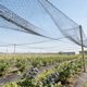 thumbnail image 4 of Malla antipájaros para jardín, red protectora reutilizable para árboles frutales, plantas y estanques – Barrera antipájaros para la protección de huertos, verduras y flores al aire libre., 4 of 6