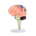 thumbnail image 1 of Durable PVC Brain Toy for Home Use Assorted Color Ideal for Kids 5 Inch, 1 of 2
