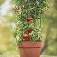 thumbnail image 7 of sunsanly Tomato Cages Outdoor Plant Stakes Tomato Support Cages Trellis Plant Supports Garden Stakes Climbing Vegetables Cages Trellis, 7 of 7