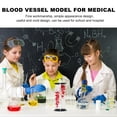thumbnail image 2 of HLONK Medical Blood Vessel Model Display Blood Vessel Model Medical Teaching Model, 2 of 6