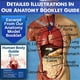 thumbnail image 4 of Human Heart, Torso and Skeleton Model - Hands-on 3D Model Learning Tool for Anatomy and Physiology Students, 4 of 5