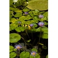 thumbnail image 2 of Johnson, George 23x32 White Modern Wood Framed Museum Art Print Titled - Purple Water Lilies II, 2 of 4