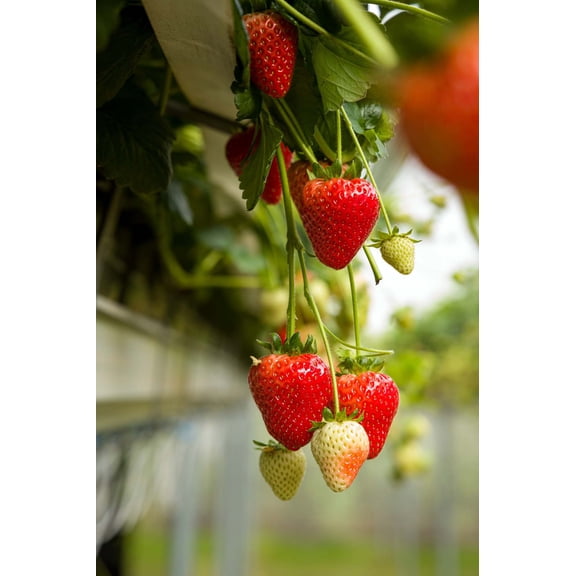 Estavana Gourmet Strawberry - Fragaria - 4 Plants - 2.5" Pots - NEW!