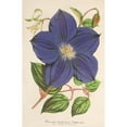 thumbnail image 2 of Charles Antoine Lemaire 11x14 Gold Ornate Wood Frame and Double Matted Museum Art Print Titled - Clematis Jackmani (1854-1896), 2 of 4